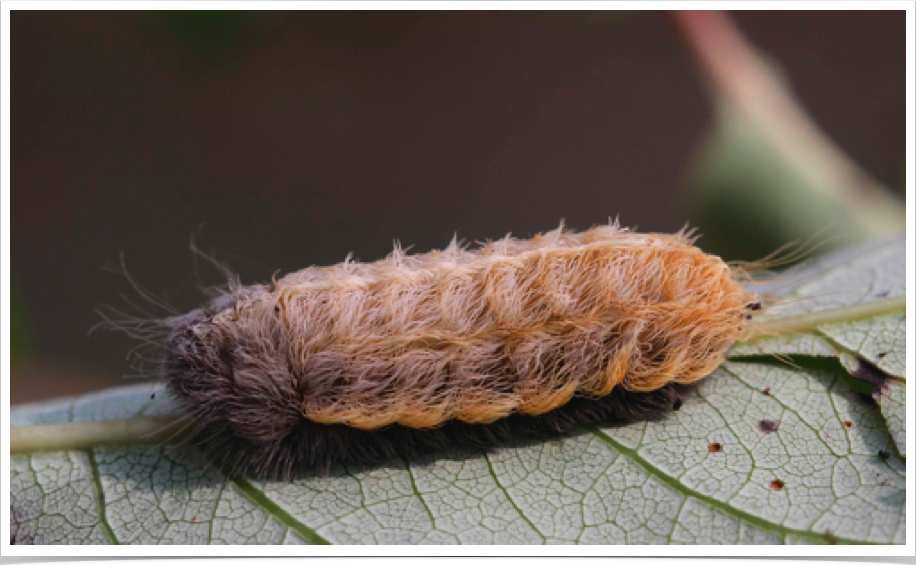 Black-waved Flannel Moth on Persimmon
Megalopyge crispata
Covington County, Alabama